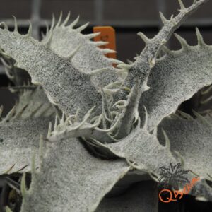 Dyckia T-REX F1