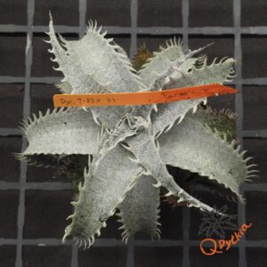 Dyckia T-REX F1