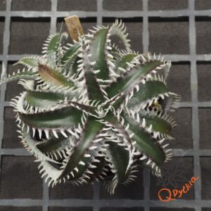 Dyckia Sky Walker x ML
