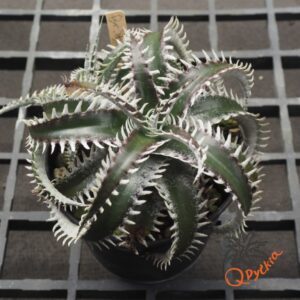 Dyckia Sky Walker x ML