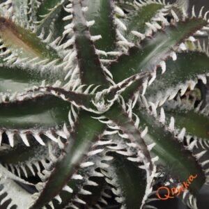 Dyckia Sky Walker x ML