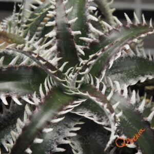 Dyckia Sky Walker x ML