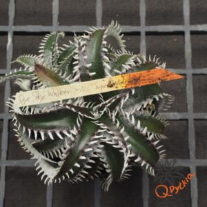 Dyckia Sky Walker x ML