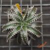 Dyckia ML x Bangkok Star