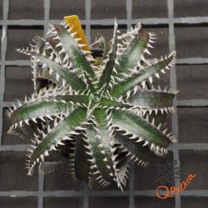 Dyckia ML x Bangkok Star