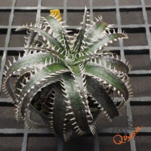 Dyckia ML x Bangkok Star