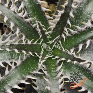 Dyckia ML x Bangkok Star