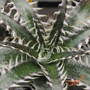 Dyckia ML x Bangkok Star