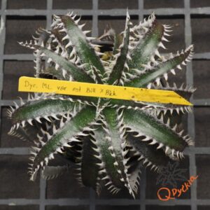 Dyckia ML x Bangkok Star