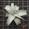 Dyckia Baphomet Horns x ML