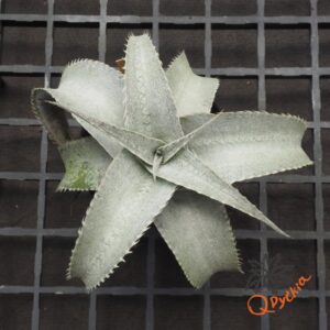 Dyckia Baphomet Horns x ML