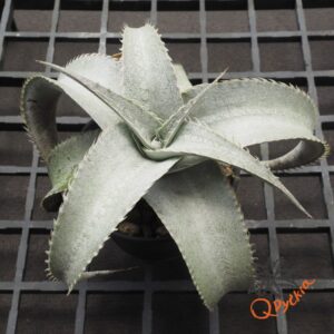 Dyckia Baphomet Horns x ML