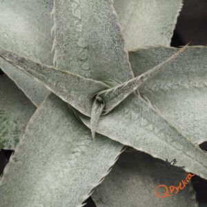 Dyckia Baphomet Horns x ML