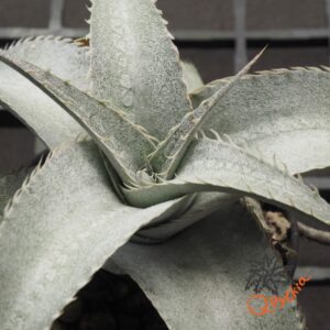 Dyckia Baphomet Horns x ML