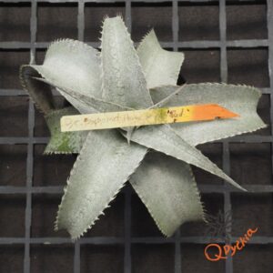 Dyckia Baphomet Horns x ML