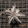 Dyckia goehringii New Form F1