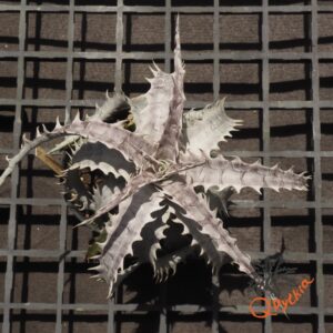 Dyckia goehringii New Form F1