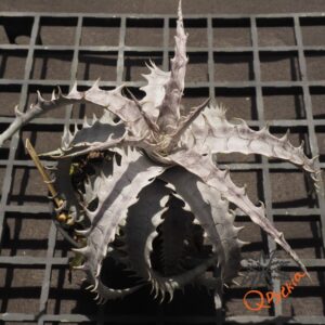 Dyckia goehringii New Form F1