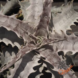 Dyckia goehringii New Form F1