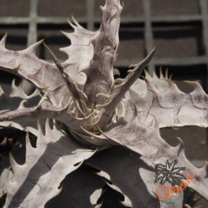 Dyckia goehringii New Form F1