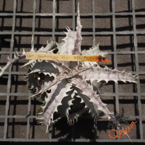 Dyckia goehringii New Form F1
