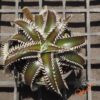 Dyckia ML x Bangkok Star
