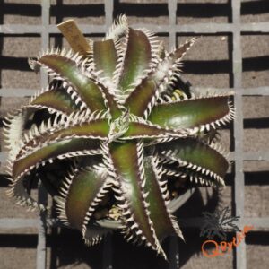 Dyckia ML x Bangkok Star