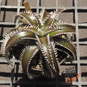 Dyckia ML x Bangkok Star