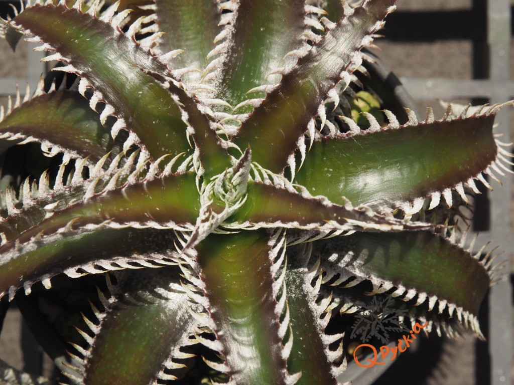 ディッキア Dyckia macedoi hybrid, Bill Baker ディッキア Dyckia macedoi hybrid, Bill Baker ディッキア：Dyckia