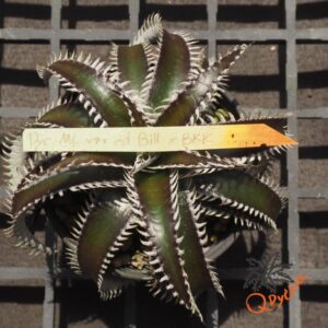 Dyckia ML x Bangkok Star