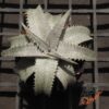 Dyckia Hok Master x ML