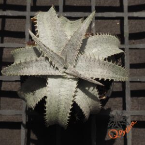 Dyckia Hok Master x ML
