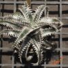 Dyckia ML x Bangkok Star