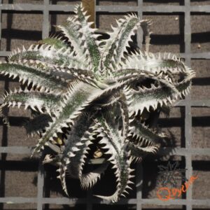 Dyckia ML x Bangkok Star