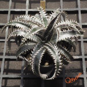 Dyckia ML x Bangkok Star