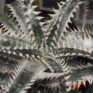 Dyckia ML x Bangkok Star