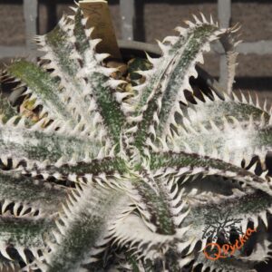 Dyckia ML x Bangkok Star