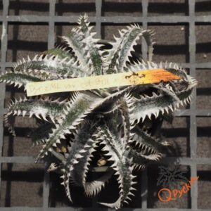 Dyckia ML x Bangkok Star