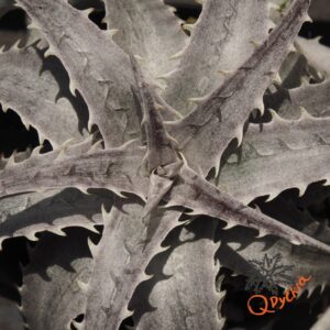 Dyckia marnier-lapostollei F1