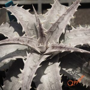 Dyckia marnier-lapostollei F1