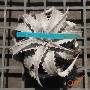 Dyckia marnier-lapostollei F1