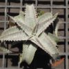 Dyckia HU-5 x ML