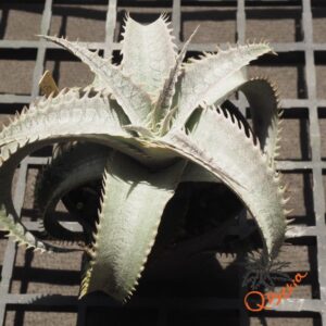 Dyckia HU-5 x ML