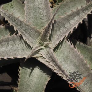 Dyckia HU-5 x ML