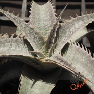 Dyckia HU-5 x ML