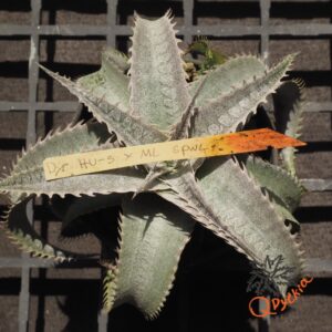 Dyckia HU-5 x ML