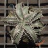 Dyckia HU-5 x Red Lotus