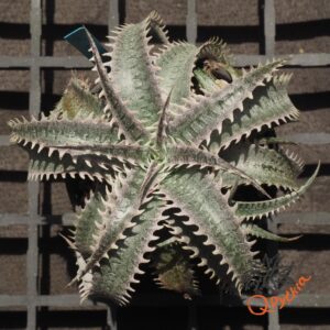 Dyckia HU-5 x Red Lotus