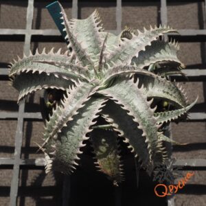 Dyckia HU-5 x Red Lotus