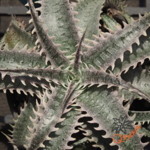 Dyckia HU-5 x Red Lotus